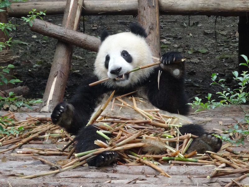 Après Pekin et Xi'an, je continue mon voyage en direction du sud, en faisant étape à Chengdu, capitale du Sichuan. Cette région abrite la très grande majorité des  pandas géants, animaux emblématiques de la Chine.