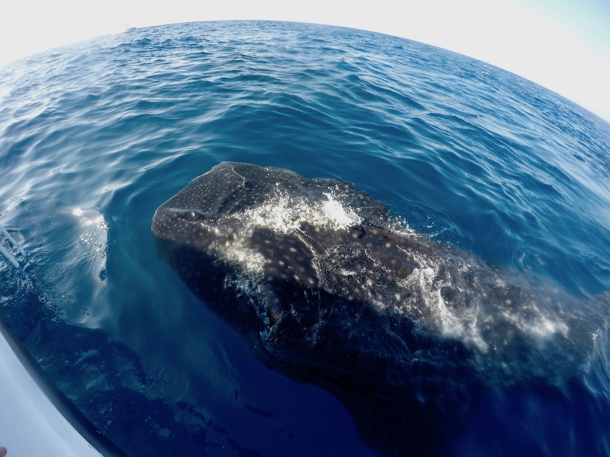 Requin baleine Isla Mujeres 