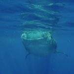 Snorkeling avec les requins-baleines à l’Isla Mujeres