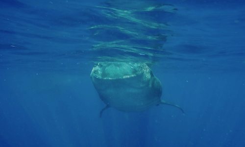 Requin Baleine - Isla Mujeres - Yucatan