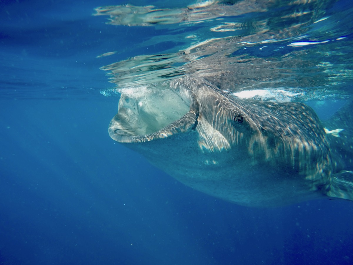 Requin Baleine - Isla Mujeres - Yucatan