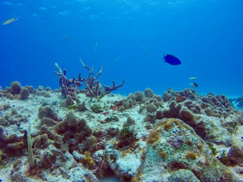 Récif corralien cozumel