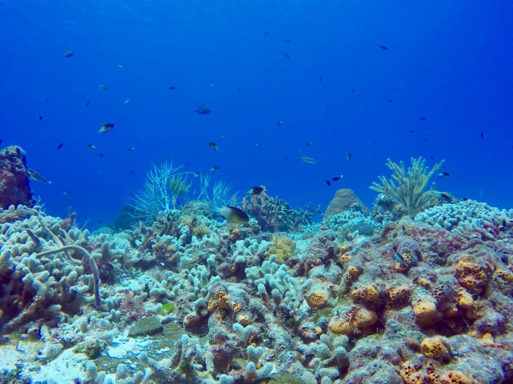 Récif corallien plongée cozumel