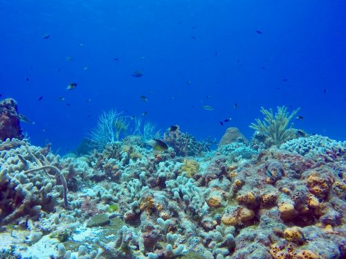 Récif corallien plongée cozumel