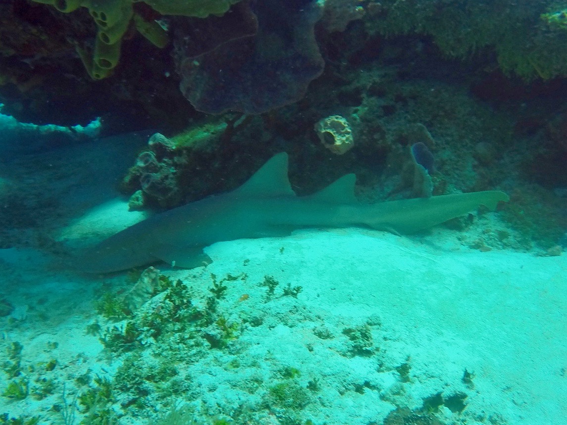 requin de Récif corallien plongée cozumel