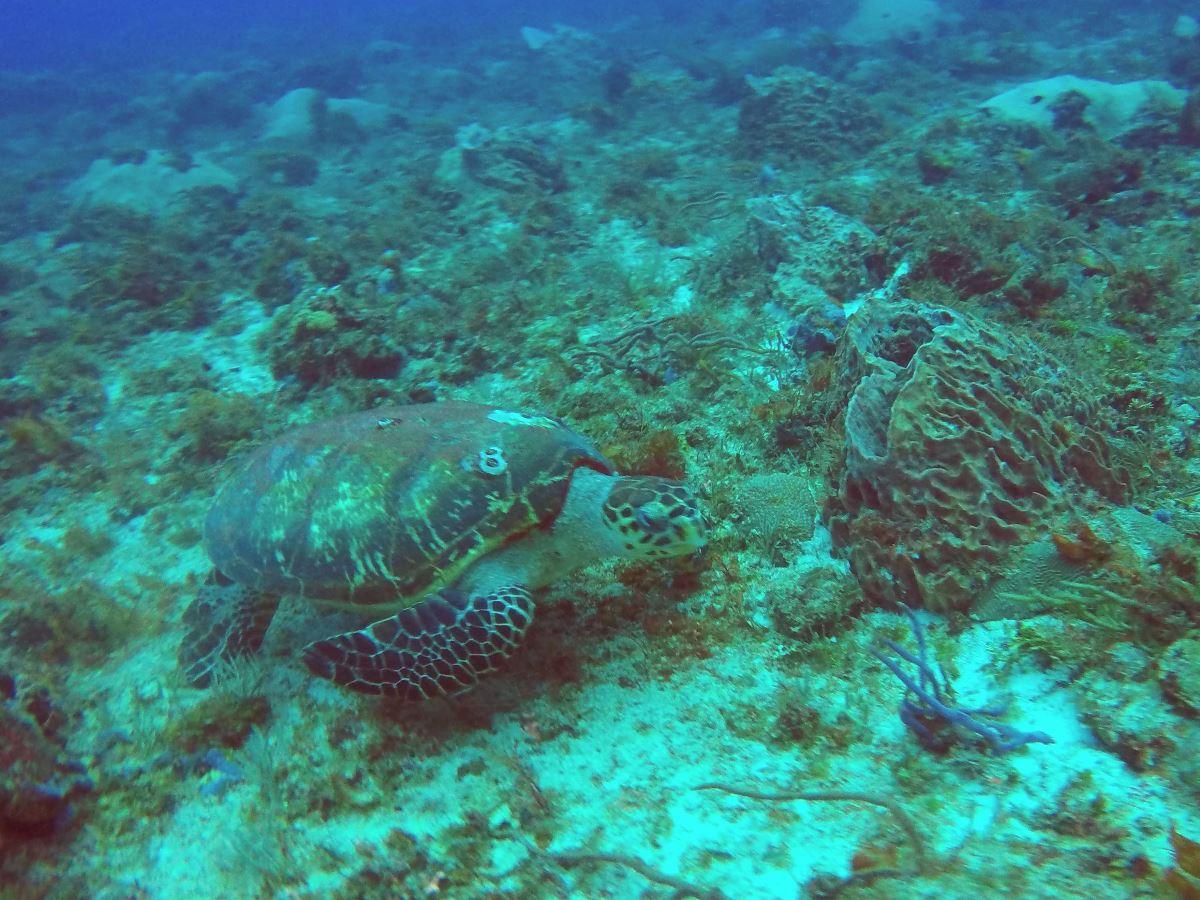 Tortue Playa del Carmen