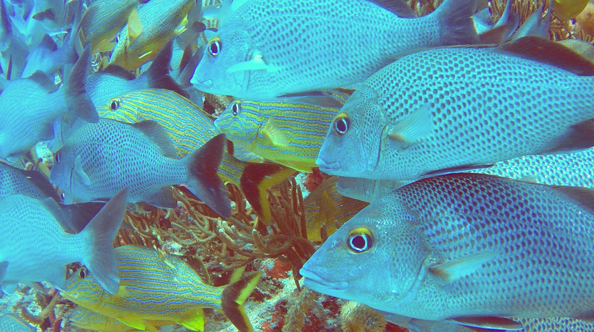 banc-de-poissons-Playa-del-Cramen