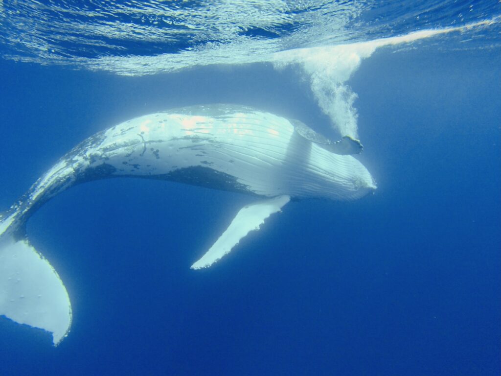 Nager avec les baleines à Antigonia