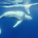 Nager avec les baleines à Antigonia